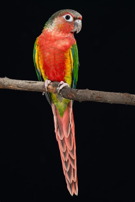 dilute conure|dominant red green cheek conure.